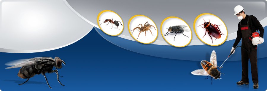 Vital Facts You Need to Know About Pest Inspection