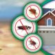 Home Termite Control And The Value Of Timely Inspection